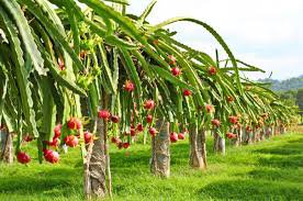 100 Pcs Hainan White Dragon Fruit Hybrid Seeds