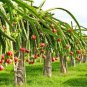 100 Pcs Hainan White Dragon Fruit Hybrid Seeds