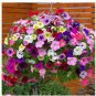 100 Pcs Heirloom Mixed Hanging Petunia Flower Seeds