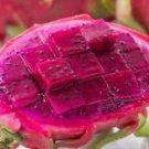 100 Pcs Vietnam Rare Red Dragon Fruit Organic Seeds