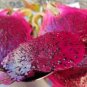 100 Pcs Vietnam Rare Red Dragon Fruit Organic Seeds