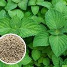 100 Pcs Heirloom Green Perilla Seeds