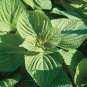 100 Pcs Heirloom Green Perilla Seeds