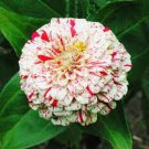 30 Pcs Zinnia Angustifolia Rose Red White Youth-and-old-age Double Blooms Flower Seeds