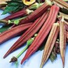12 Pcs Red Okra Organic Seeds