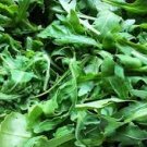 120 Pcs Eruca Salad Rocket Arugula Organic Vegetable Seeds 120 Pcs Eruca Salad Rocket Arugula Organic Vegetable Seeds