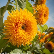 15 Pcs Heirloom 'Jubilance' Yellow Golden Ornamental Sunflower Seeds