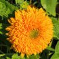 15 Pcs Heirloom 'Jubilance' Yellow Golden Ornamental Sunflower Seeds