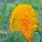 15 Pcs Heirloom 'Jubilance' Yellow Golden Ornamental Sunflower Seeds