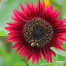 15 Pcs 'Bonanza' Red Ornamental Sunflower Seeds