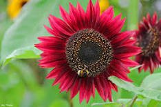 15 Pcs 'Bonanza' Red Ornamental Sunflower Seeds