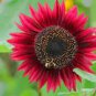 15 Pcs 'Bonanza' Red Ornamental Sunflower Seeds