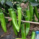 30 Pcs Organic Green Sweet Devil's Horn Pepper Seeds 30 Pcs Organic Green Sweet Devil's Horn Pepper Seeds