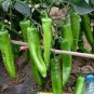 30 Pcs Organic Green Sweet Devil's Horn Pepper Seeds
