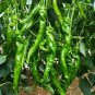 30 Pcs Organic Green Sweet Devil's Horn Pepper Seeds