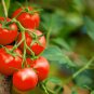 100 Pcs 'Tonglin' Small Round Rose Red Cherry Tomato Seeds