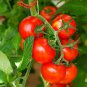 100 Pcs 'Tonglin' Small Round Rose Red Cherry Tomato Seeds
