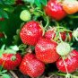 60 Pcs Large-sized Bright Red Cream Red Strawberry