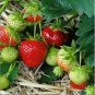 60 Pcs Large-sized Bright Red Cream Red Strawberry