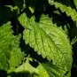 40 Pcs Heirloom Lemon Balm Herb Seeds