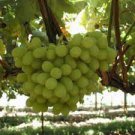15 Pcs Rare Yellow Red Cluster of Grape Organic Seeds
