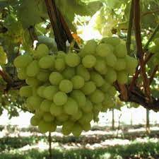 15 Pcs Rare Yellow Red Cluster of Grape Organic Seeds