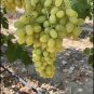 15 Pcs Rare Yellow Red Cluster of Grape Organic Seeds