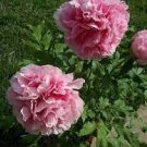 5 Pcs Heirloom 'Jin Guang San Hui' Pink Chinese Peony Flower Root Seeds 5 Pcs Heirloom 'Jin Guang San Hui' Pink Chinese Peony Flower Root Seeds