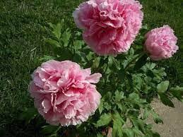 5 Pcs Heirloom 'Jin Guang San Hui' Pink Chinese Peony Flower Root Seeds