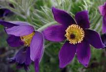 5 Pcs Heirloom 'Zi Die Ying Feng' Dark Purple with Black Spot Peony Flower Seeds