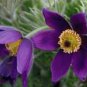 5 Pcs Heirloom 'Zi Die Ying Feng' Dark Purple with Black Spot Peony Flower Seeds