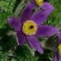5 Pcs Heirloom 'Zi Die Ying Feng' Dark Purple with Black Spot Peony Flower Seeds