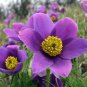 5 Pcs Heirloom 'Zi Die Ying Feng' Dark Purple with Black Spot Peony Flower Seeds