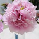 5 Pcs Very Rare 'Fen Zhong Guan' Pink Pretty Perennial Peony Flower Seeds