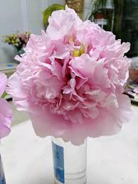 5 Pcs Very Rare 'Fen Zhong Guan' Pink Pretty Perennial Peony Flower Seeds