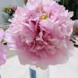 5 Pcs Very Rare 'Fen Zhong Guan' Pink Pretty Perennial Peony Flower Seeds