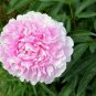 5 Pcs Very Rare 'Fen Zhong Guan' Pink Pretty Perennial Peony Flower Seeds