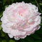 5 Pcs Very Rare 'Fen Zhong Guan' Pink Pretty Perennial Peony Flower Seeds