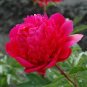5 Pcs Heirloom 'Zi Zhu Pan' Red Light Fragrant Peony Shrub Flower Seeds
