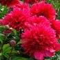 5 Pcs Heirloom 'Zi Zhu Pan' Red Light Fragrant Peony Shrub Flower Seeds