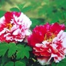5 Pcs Heirloom 'Er Qiao' White Dark Red Fragrant Peony Tree Flower Seeds 5 Pcs Heirloom 'Er Qiao' White Dark Red Fragrant Peony Tree Flower Seeds