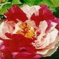 5 Pcs Heirloom 'Er Qiao' White Dark Red Fragrant Peony Tree Flower Seeds