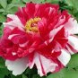 5 Pcs Heirloom 'Er Qiao' White Dark Red Fragrant Peony Tree Flower Seeds
