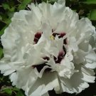 5 Pcs Rare Heirloom 'Xue Shan Jin Ding' White Black White Black Peony Tree Flower Seeds 5 Pcs Rare Heirloom 'Xue Shan Jin Ding' White Black White Black Peony Tree Flower Seeds