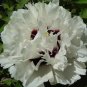 5 Pcs Rare Heirloom 'Xue Shan Jin Ding' White Black White Black Peony Tree Flower Seeds