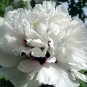 5 Pcs Rare Heirloom 'Xue Shan Jin Ding' White Black White Black Peony Tree Flower Seeds