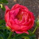 5 Pcs Rare 'Hua Wang' Red Peony Flower with Golden Spot Flower Seeds