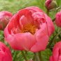 5 Pcs Rare 'Hua Wang' Red Peony Flower with Golden Spot Flower Seeds