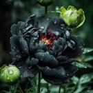 5 Pcs Very Rare Black Subshrubby Peony Flower Seeds 5 Pcs Very Rare Black Subshrubby Peony Flower Seeds
