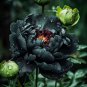 5 Pcs Very Rare Black Subshrubby Peony Flower Seeds